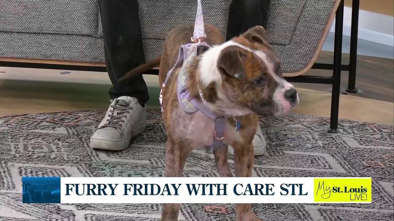 Furry Friday with Care STL