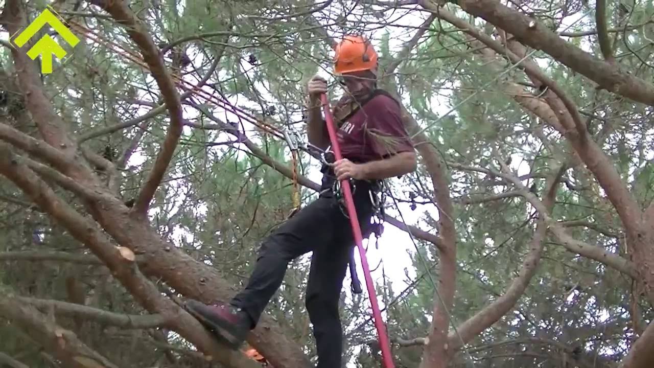Potatura Pinus Pinea e Pinus Halepensis  | SuPerAlberi