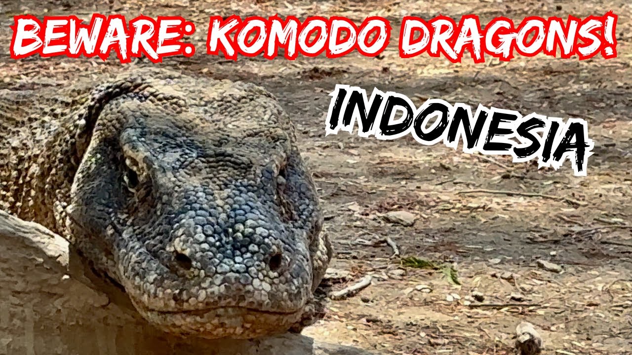 🇮🇩 Labuan Bajo, Indonesia - Komodo Dragons, Padar Island Summit View, a Hillside Luxury Hotel