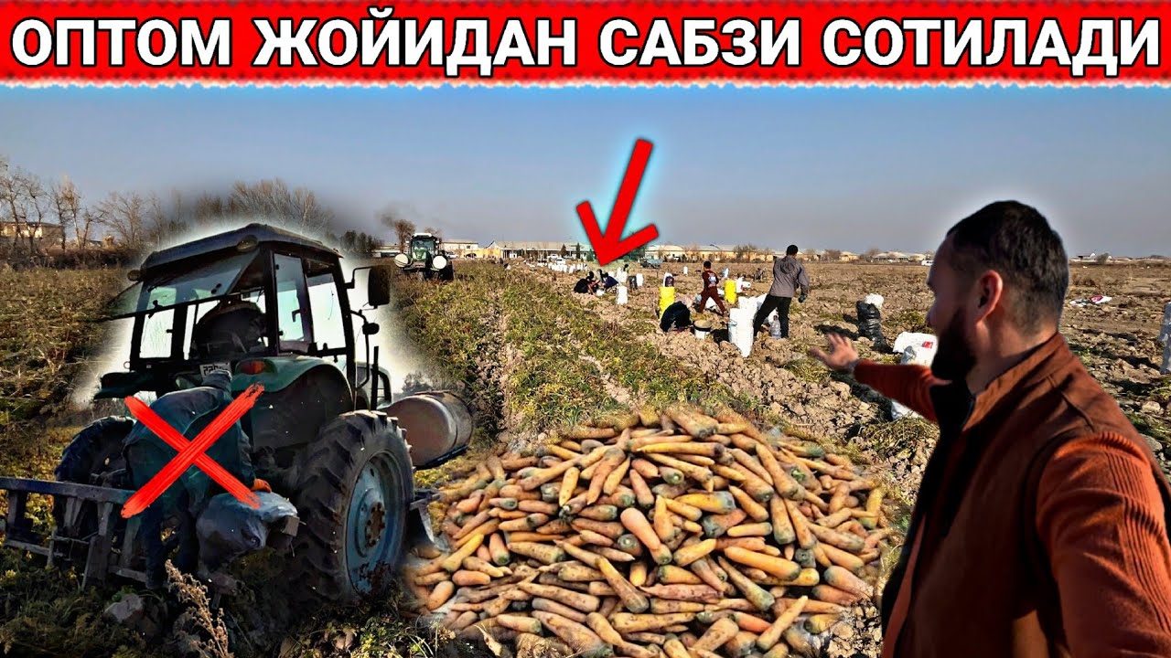 ХАММА КУРСИН ТУРТКУЛДА  ОПТОМ НАРХДА САБЗИ СОТИЛАДИ ШОШИЛАМЗ 