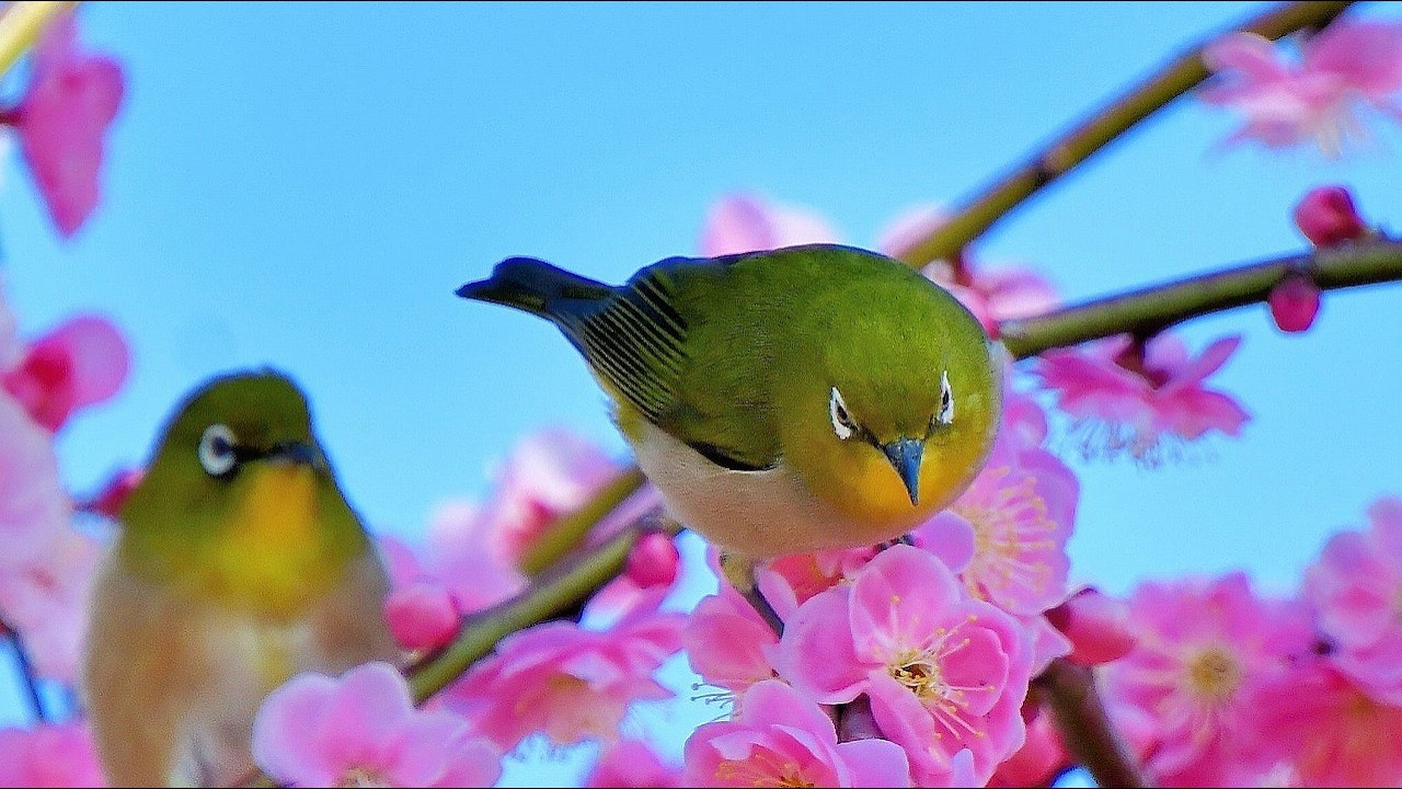 梅花とメジロ