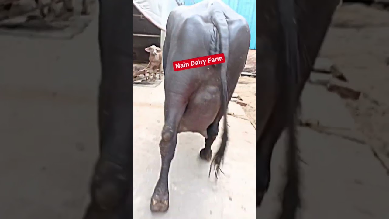 25 KG Milk Biggest Udder Murrah Buffalo Show Quality and Extra Beauty