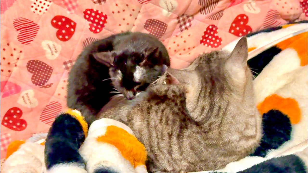 猫の背中を噛みついた後は変な結末に