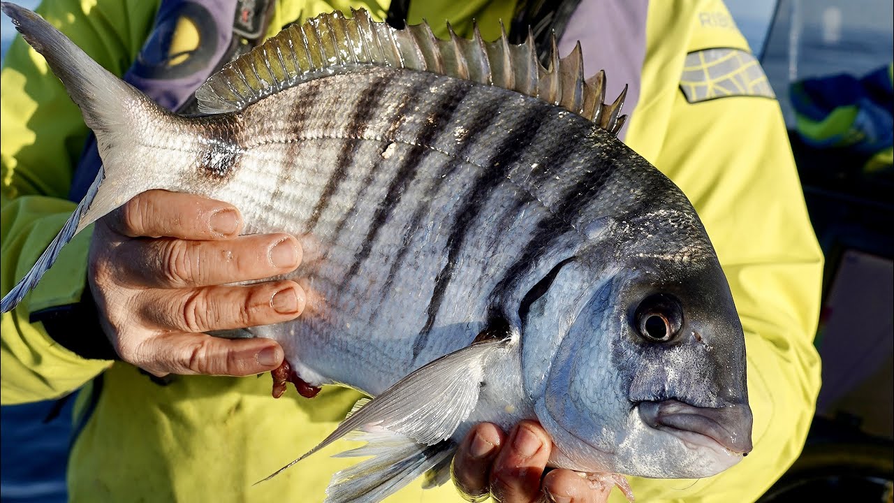 Fishing big Sargo ( or white seabream) with whole sardines