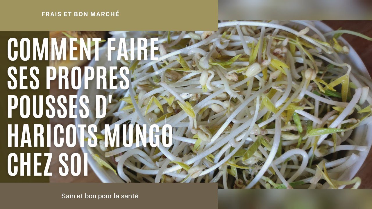 COMMENT FAIRE SES PROPRES POUSSES D'HARICOTS MUNGO CHEZ SOI🌱N°39