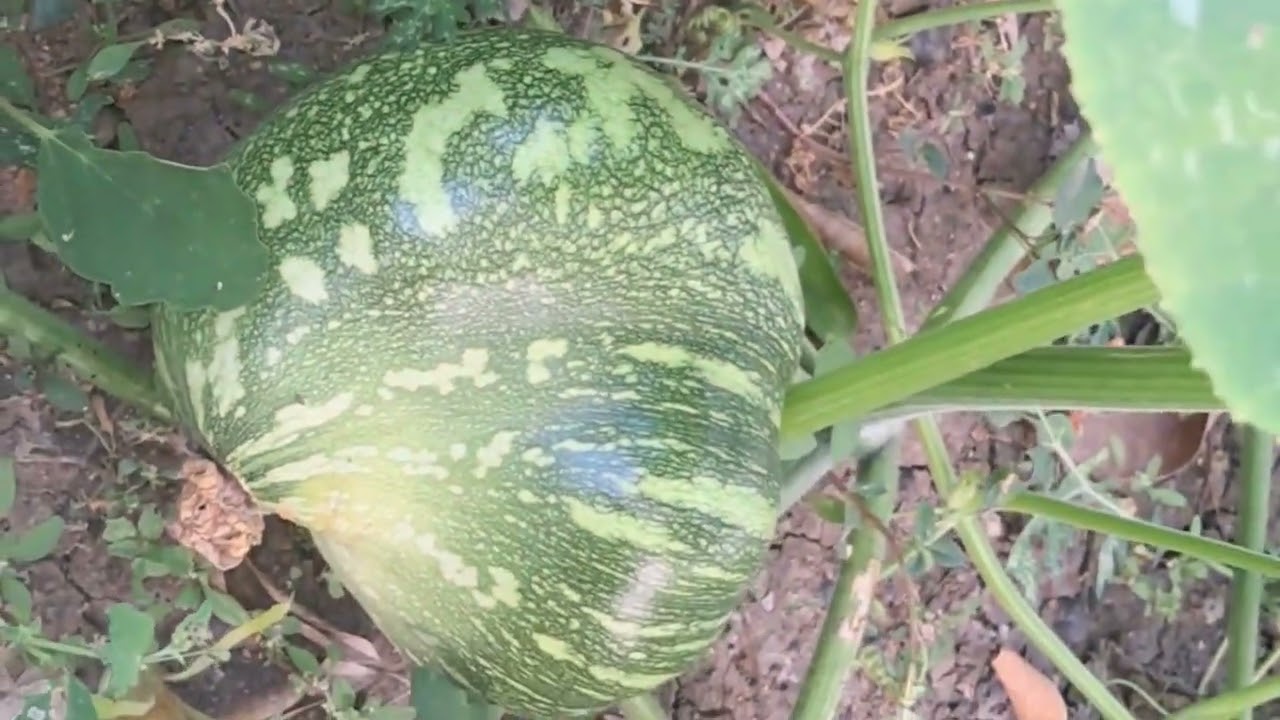 Come see my small garden and the progress of my pumpkins. #food #garden