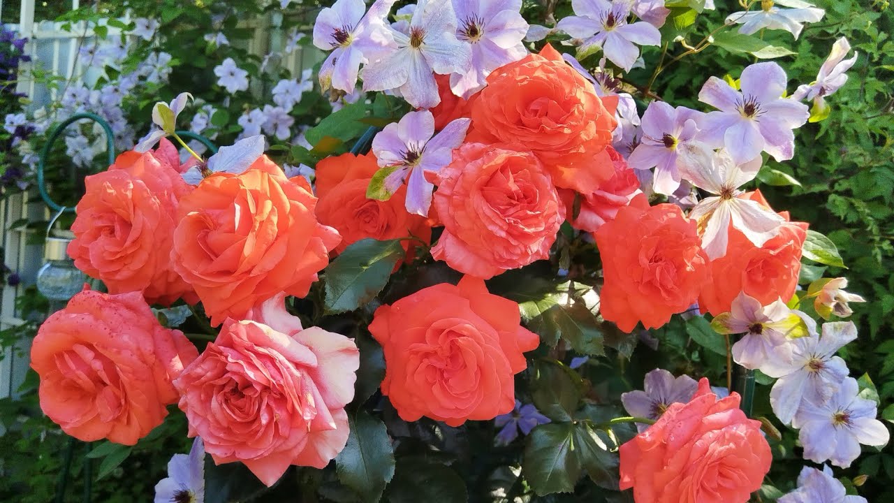 Между ливнем и дождем...Наши розы, лилии и клематисы 🐈🌹🐈‍⬛