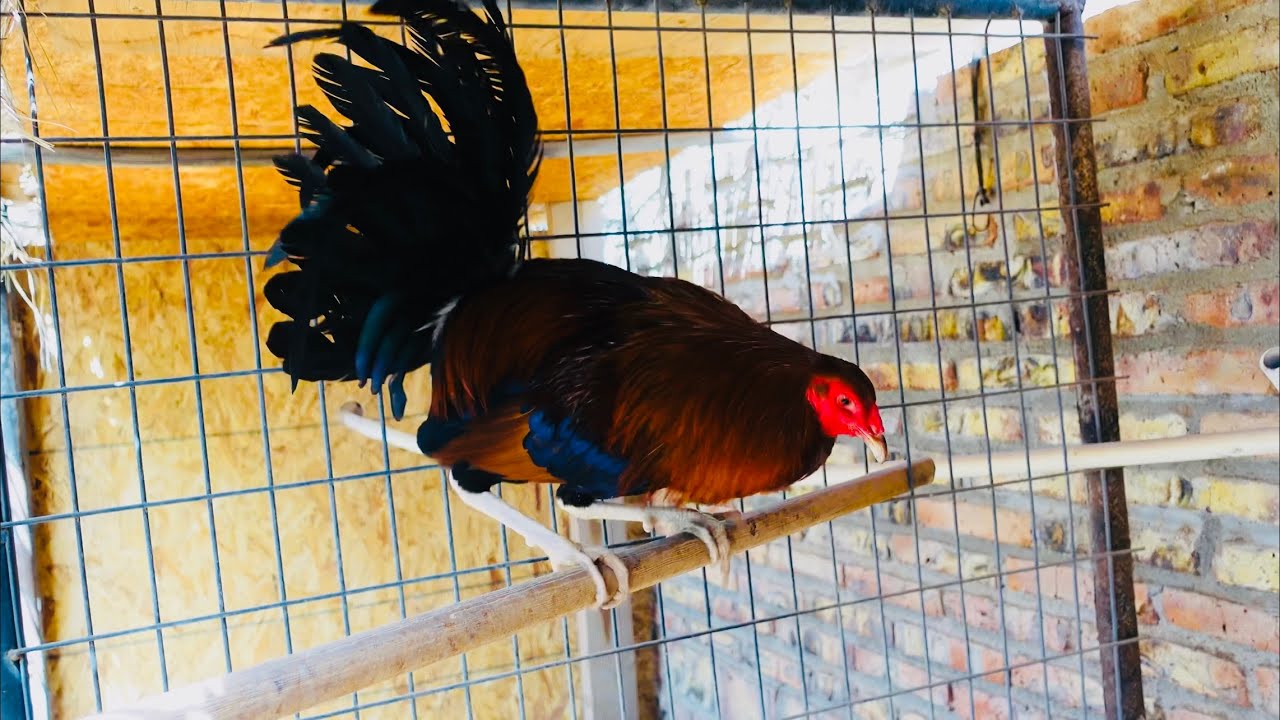 🐣