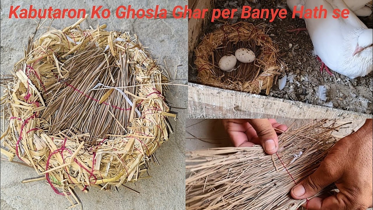 kabutaron ka Ghosla Kaise banaen || Muhammad ISMAIL Pigeons