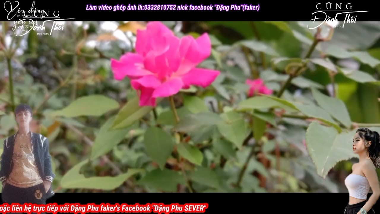 M&acirc;y Hơn Cả Trời Đặng Phu SEVER ĐCP fakes