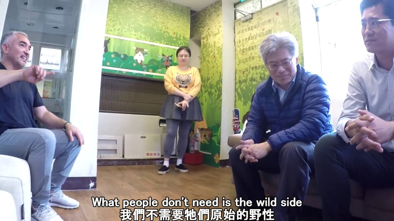 狗狗聽我的 - 西撒米蘭 幼犬教育：跟隨、遊戲、探索 (Cesar Millan on Puppy education: follow, play, explore)