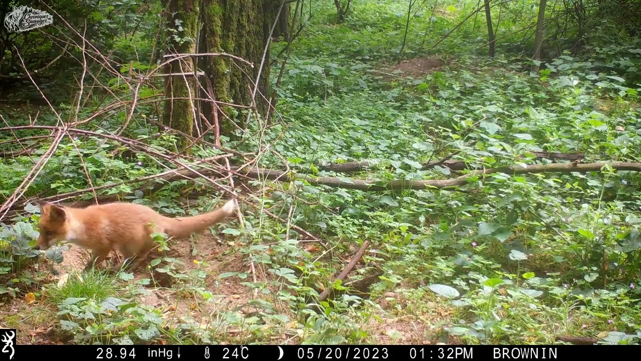 Renardeau qui visite les terriers de garenne