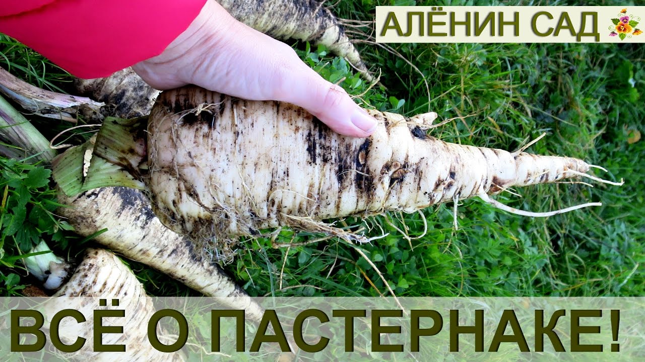 ВСЁ О ПАСТЕРНАКЕ ЧТО ВАМ НУЖНО ЗНАТЬ!