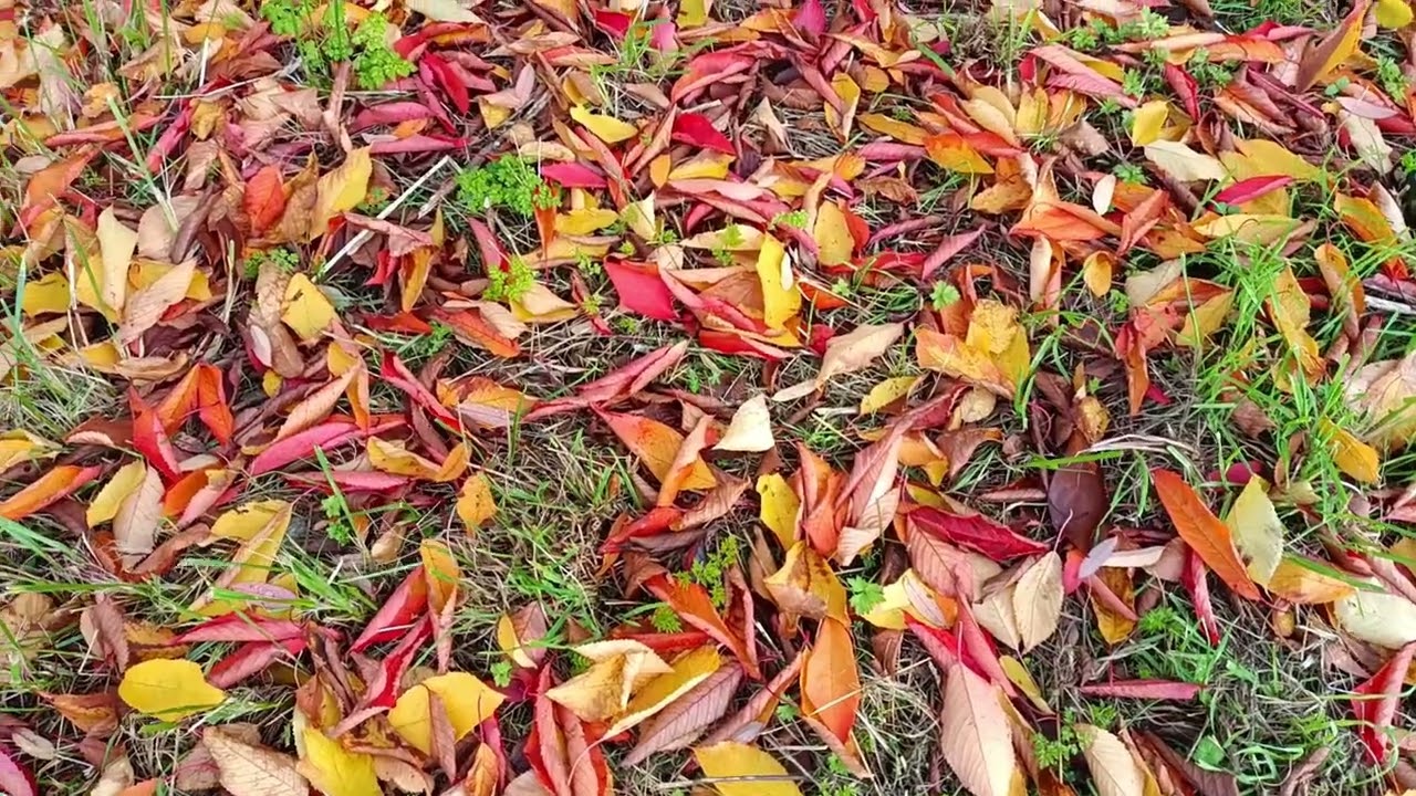LUTON AUTUMN VIBES 🍁 | LINOLIFE