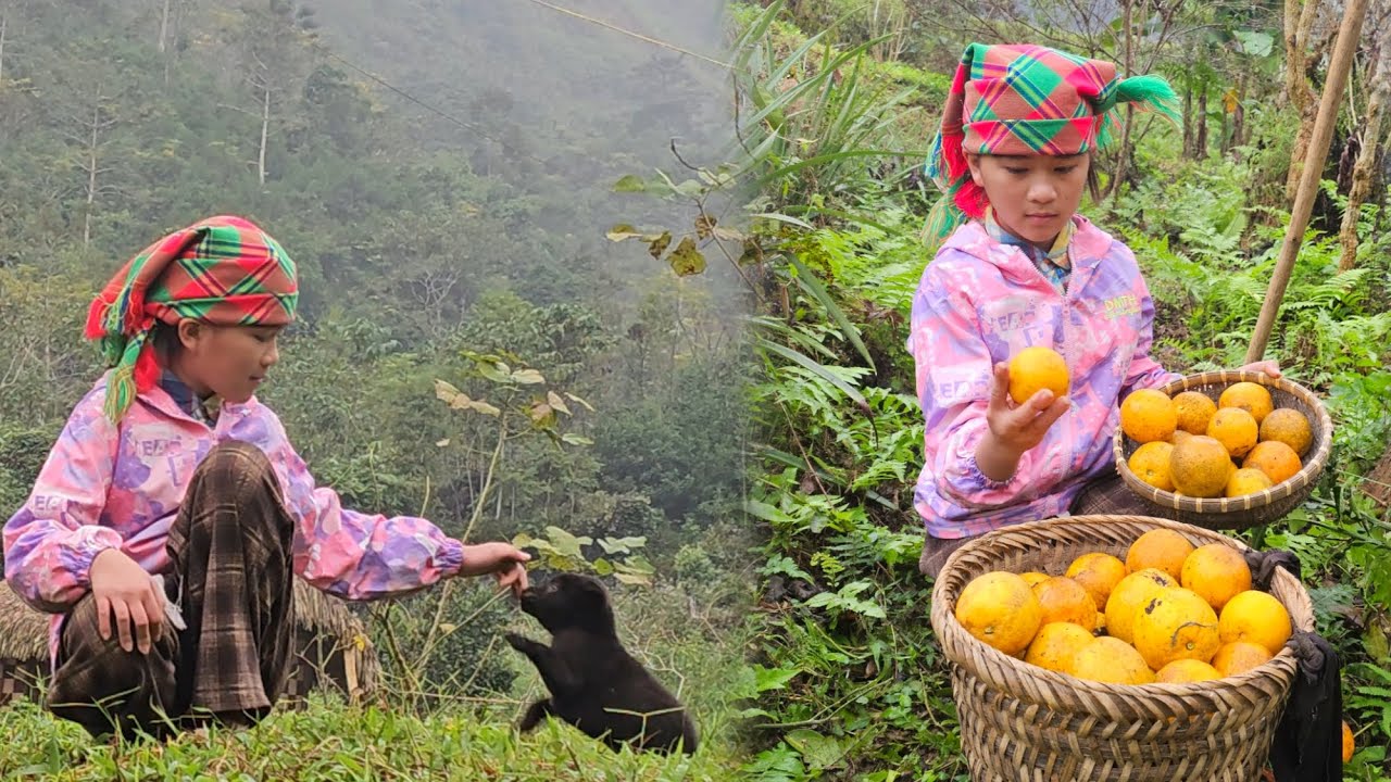 Phuong Vy picked oranges to sell and played with her little dog on her day off.