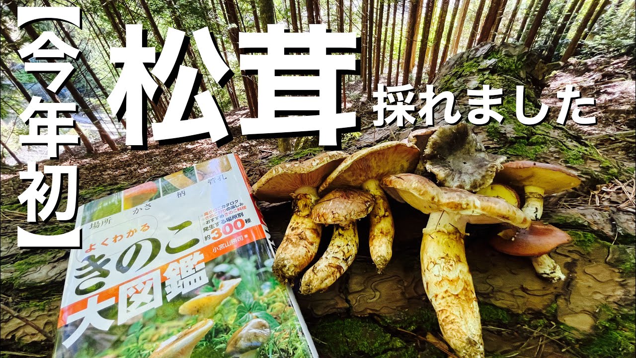 【今年初】大きい松茸が採れました！