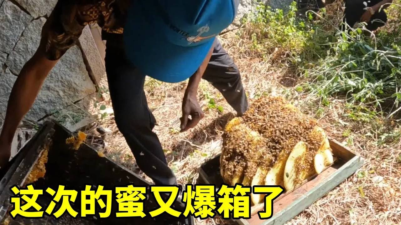 半年前放在山上的祖传箱子，到了割蜜的时候，今天又是发财的一天！#农村生活#割蜜