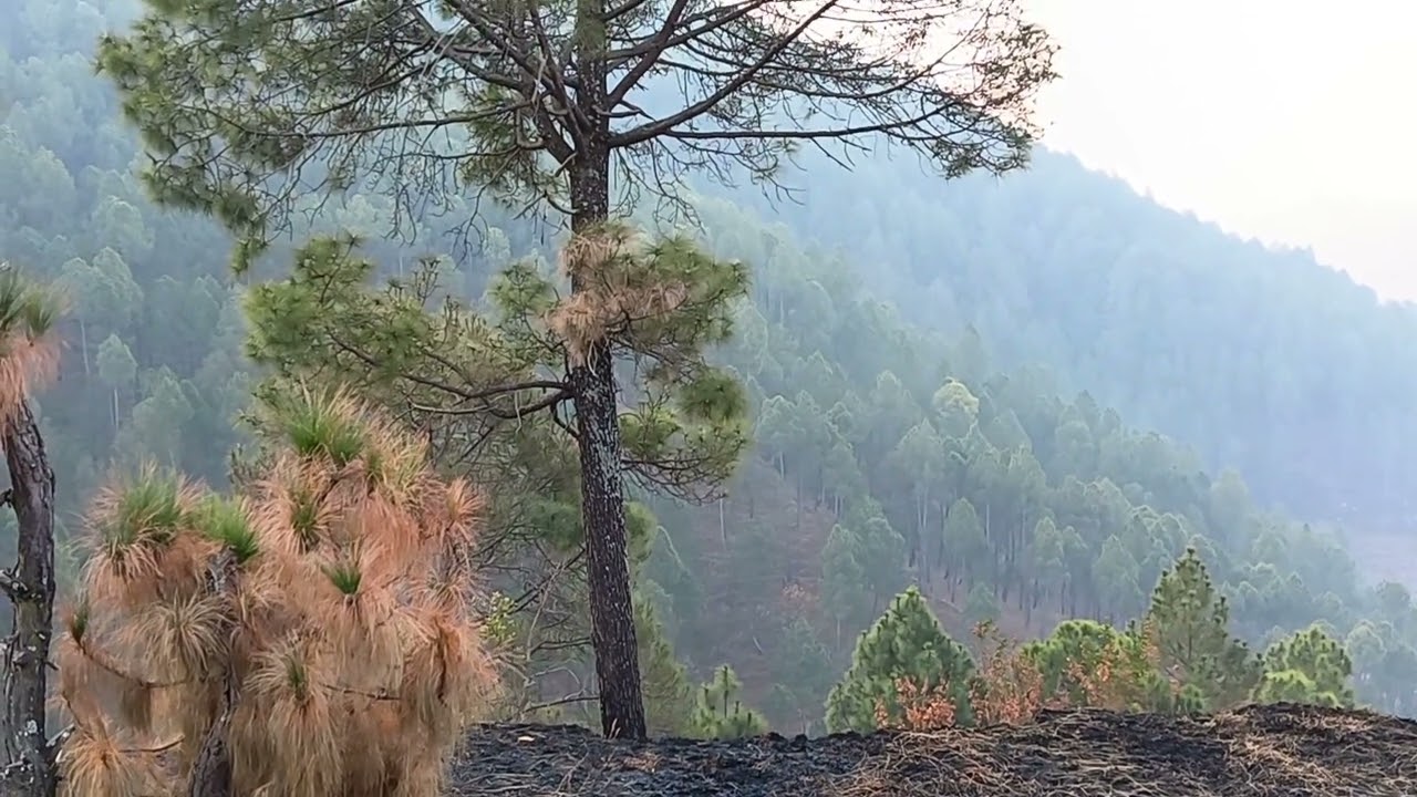 Village Dhura. Almora