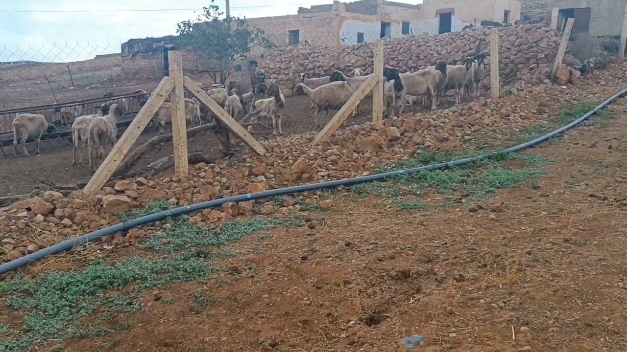 فيرما صغيرة جهة صفرو غي 60 مليون سكنى كورا بئر تيتر0679444657