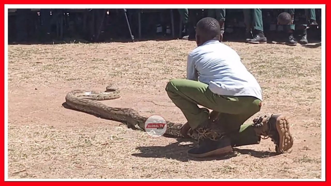 TAZAMA MWANAFUNZI AKICHEZA NA CHATU MKUBWA BILA WOGA, WATU WABAKI MIDOMO WAZI..