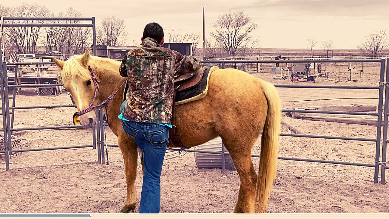 Horse Training FIRST RIDE| and why we buy so many HORSES