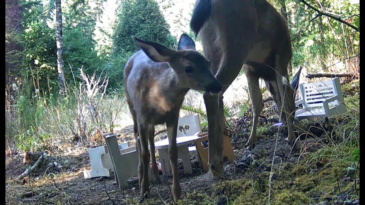 Forest Animal Highlight Reel #14