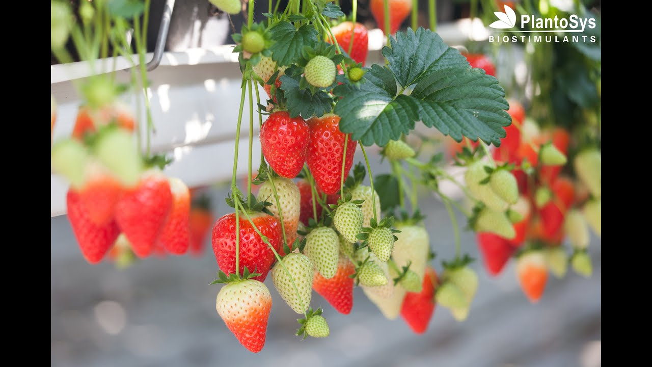 PlantoSys biostimulants - gezonde, stevige aardbeien kweken met natuurlijke producten