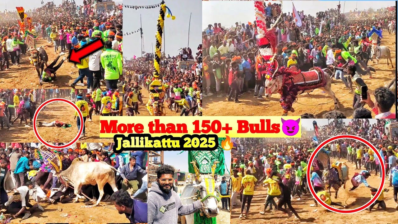 ஜல்லிக்கட்டு 🔥😈 jallikattu 2025 | Usthanapalli