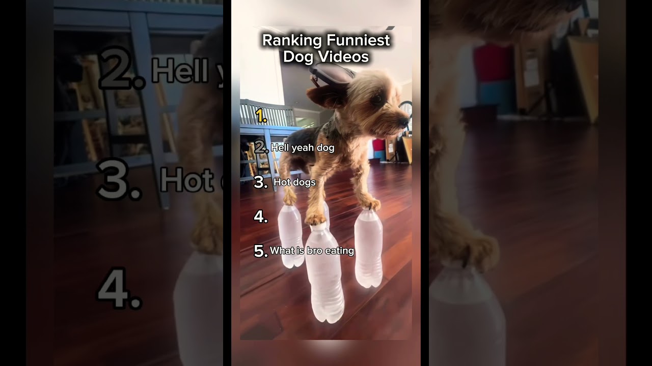 Ranking funniest dogs 