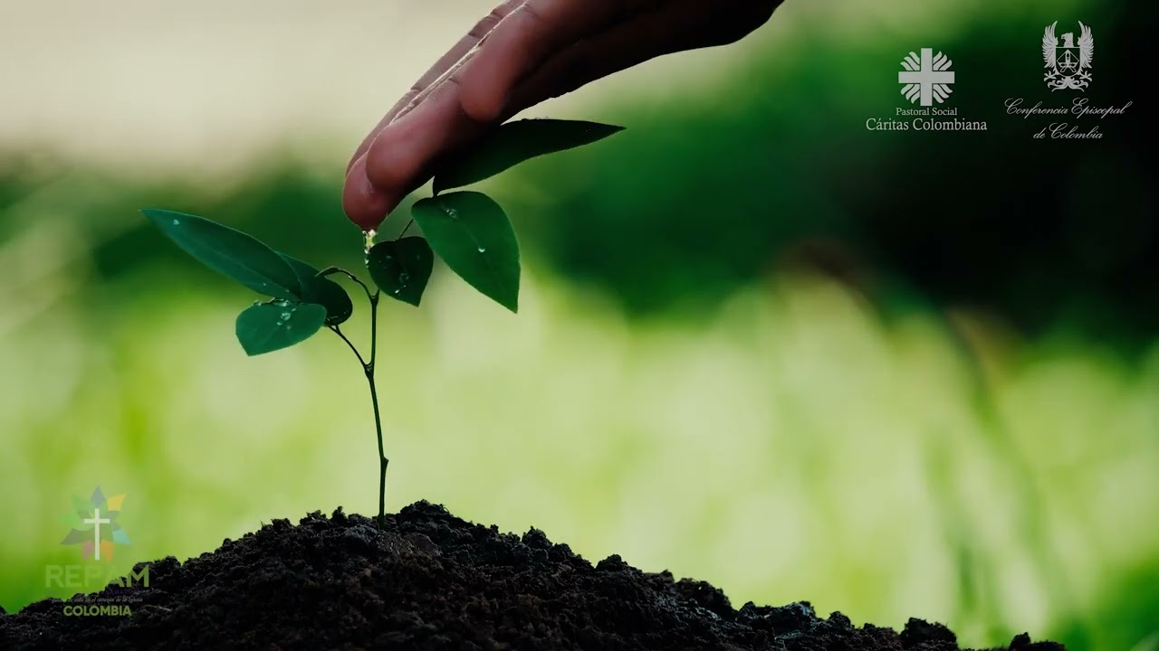 3.8. ¿Qué es la reforestación?