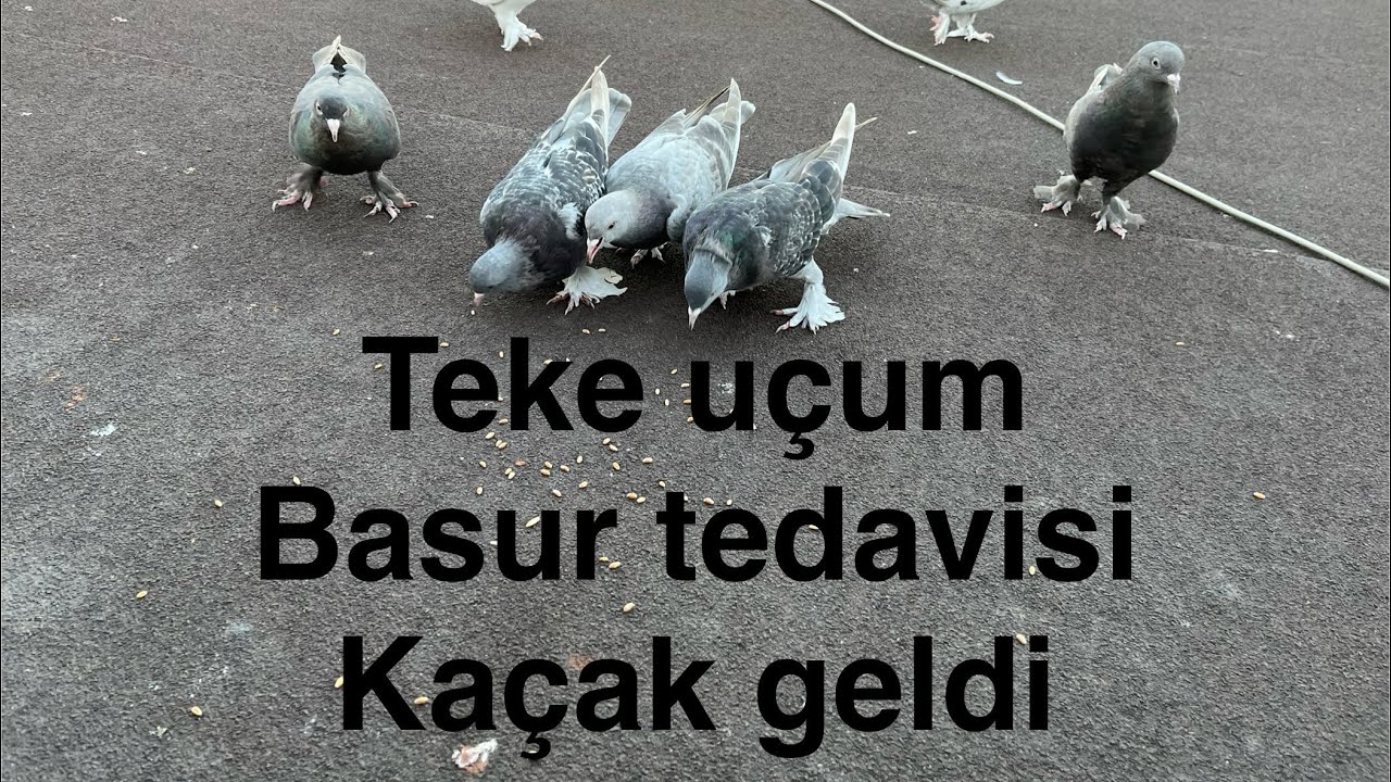TEKE UÇUM NASIL OLUR - BASUR TEDAVİSİ - KAÇAK - LEYLEKLER