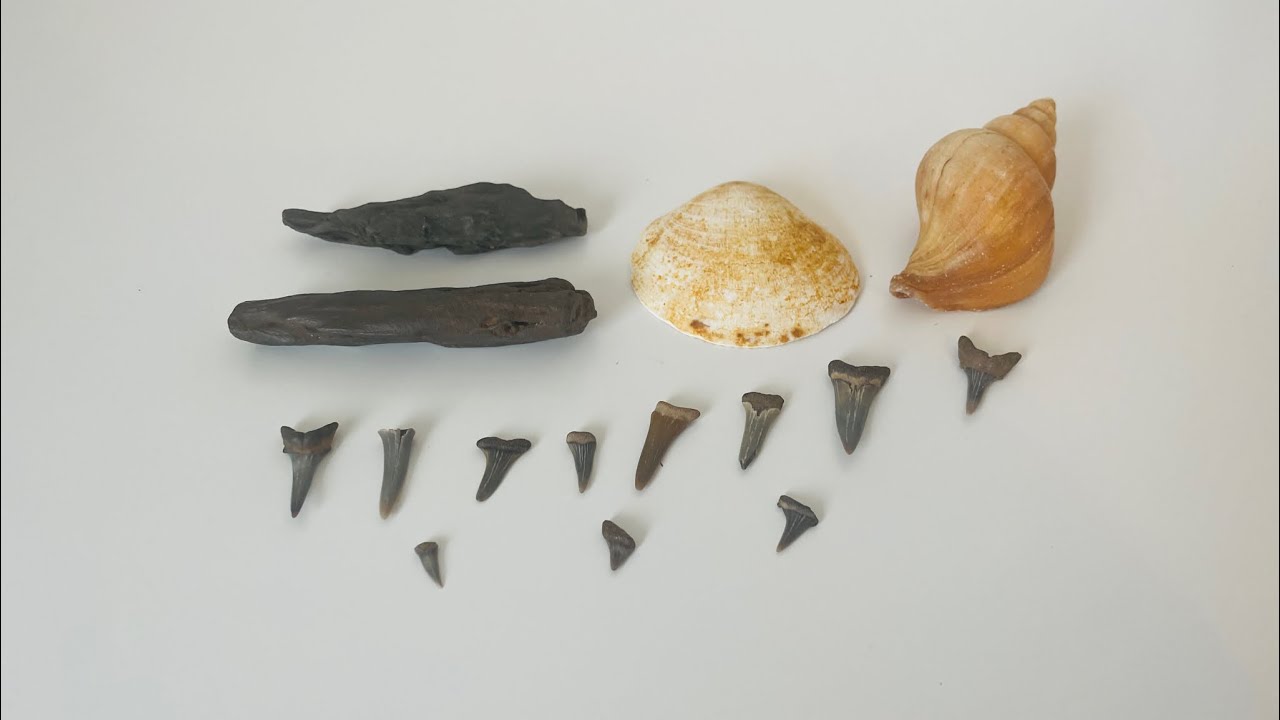 Fossil Hunting at Walton On The Naze! | LOTS OF SHARKS TEETH FOUND (Giveaway over)