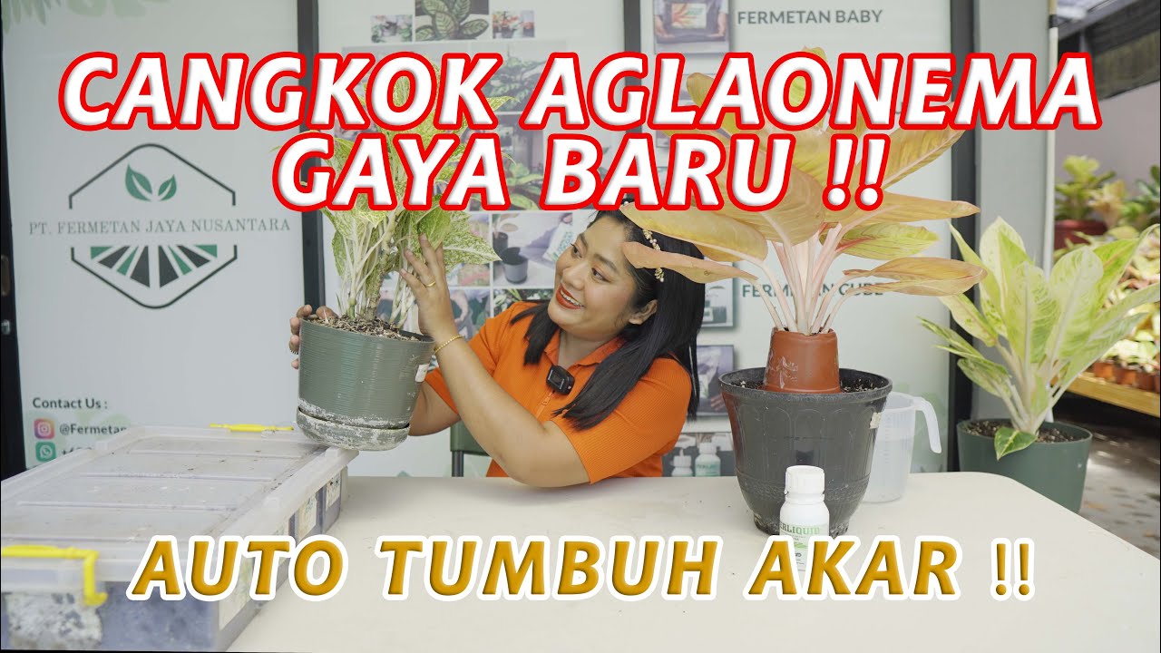Cangkok Aglaonema Pasti Tumbuh Akar by Evy Rumah Fermetan - Propagasi Aglaonema