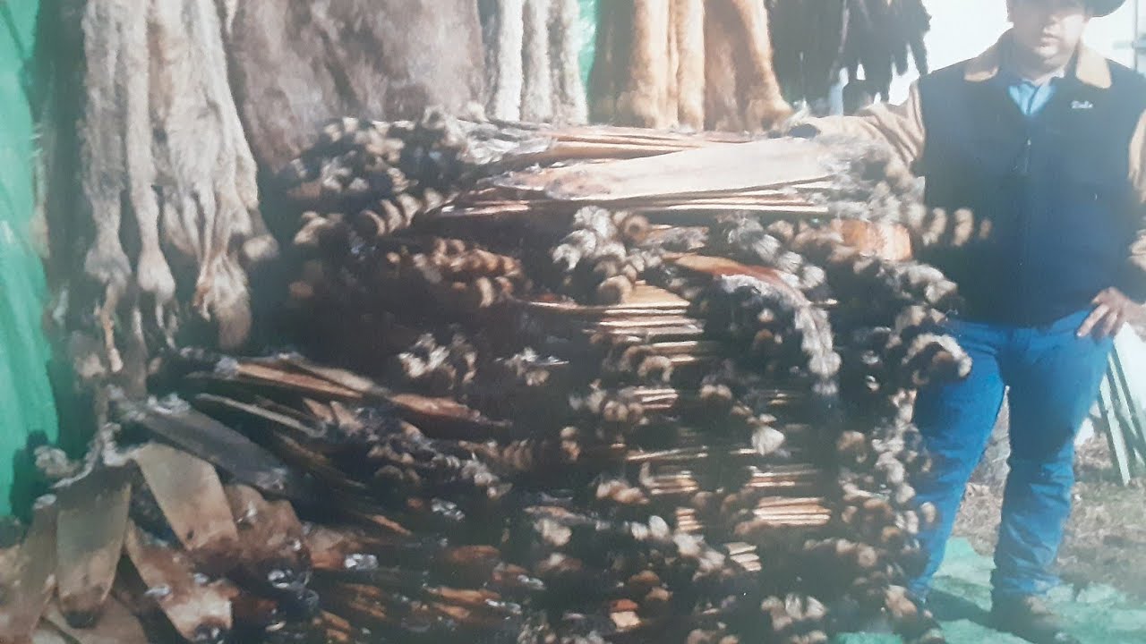 Trapping Otter