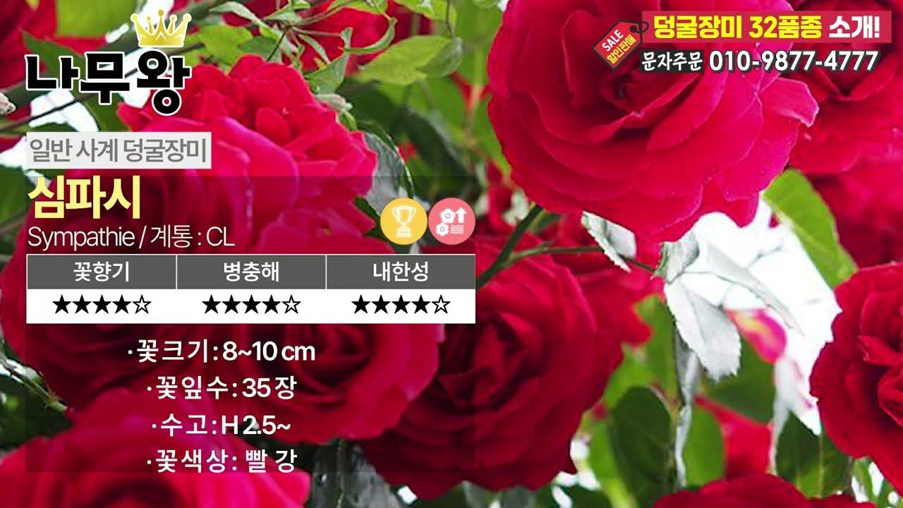 사계덩굴장미 정원, 아치, 펜스, 울타리 추천｜색·향·관리 한눈에