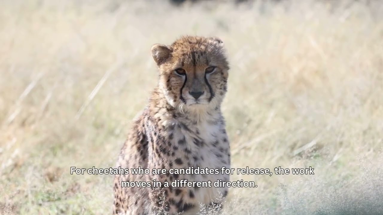 Cheetah care, rehabilitation and rewildling