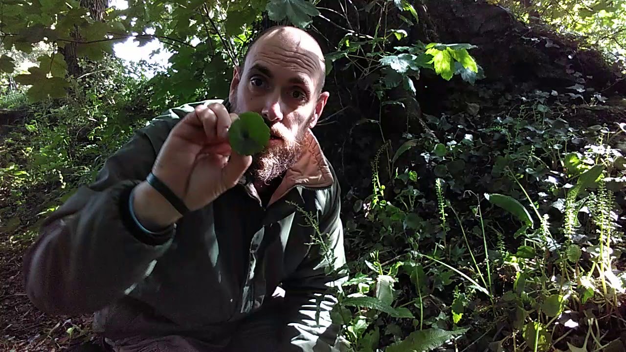 Wild edibles - Pennywort (Umbilicus rupestris)