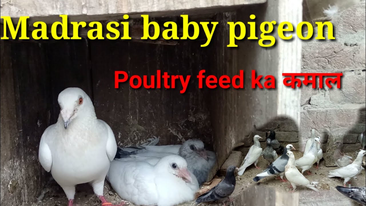 kabutar ke bachche jo poultry feed se pale.