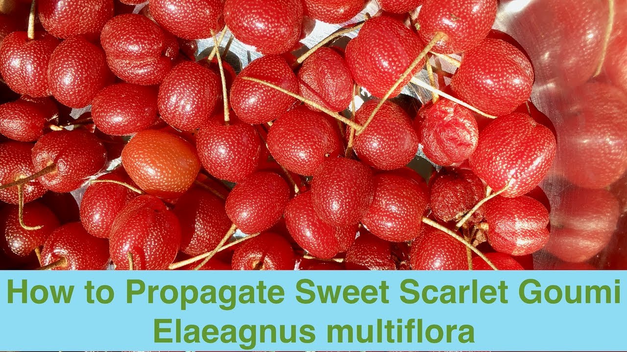 How to Propagate Sweet Scarlet Goumi Elaeagnus multiflora