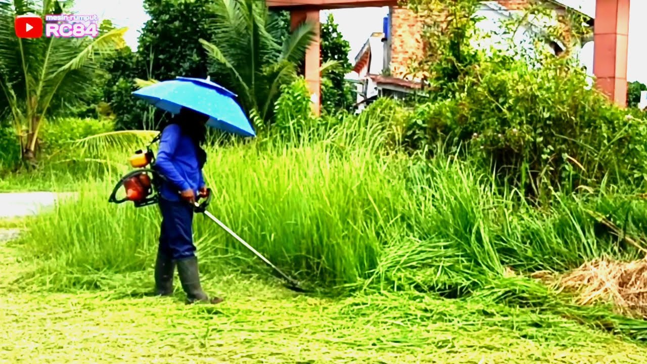 Rumput ilalang ini sangat subur #rc84