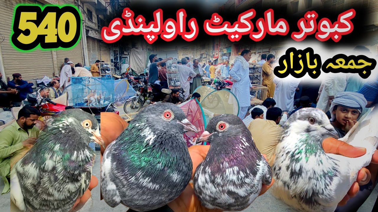 540 | Juma Bazar Kabootar Mandi Rawalpindi | Today 29/8/2025 | Latest Update High Flyer Pigeon Price