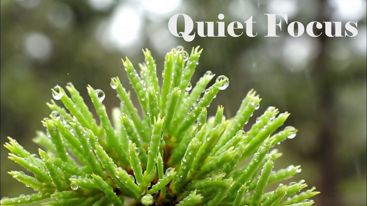 Rain on plant | Relaxing Piano Meditation | Study song — Extended