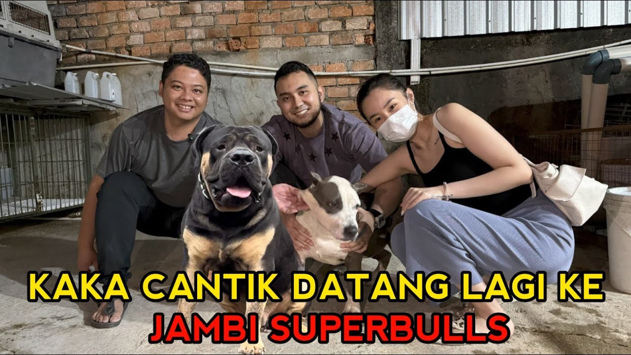 JAMBI SUPERBULLS KEDATANGAN TAMU KAKA CANTIK LAGI #4