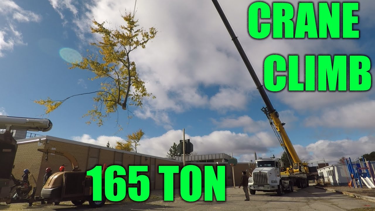 165 Ton Crane,, Maple in a courtyard