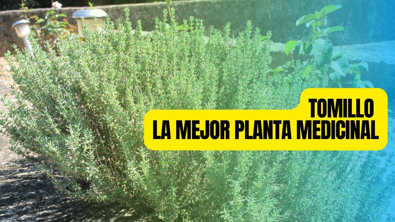 TOMILLO - CUIDADOS Y CULTIVO EN CASA