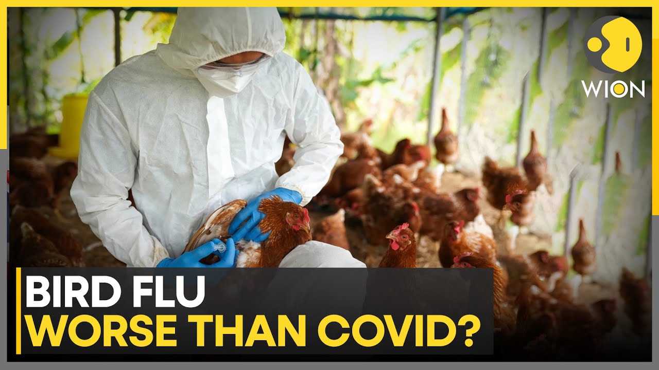 Bird Flu: Is Pandemic Risk Worse Than Covid? | WION News