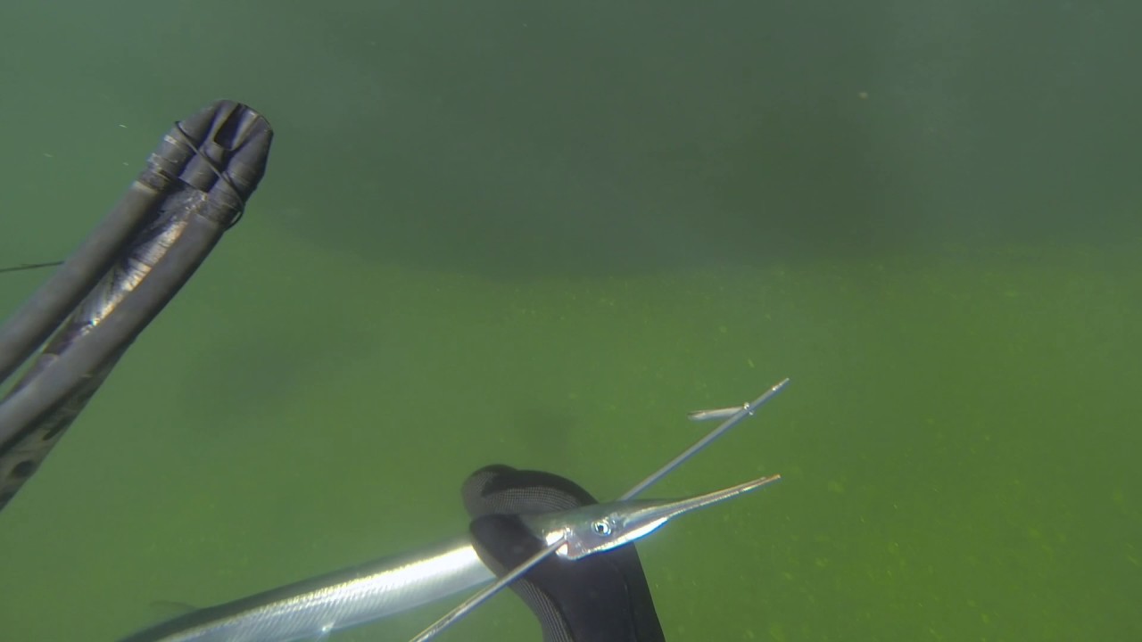 269 Spearfishing Flounder and Garfish - Store Belt Bridge, Denmark