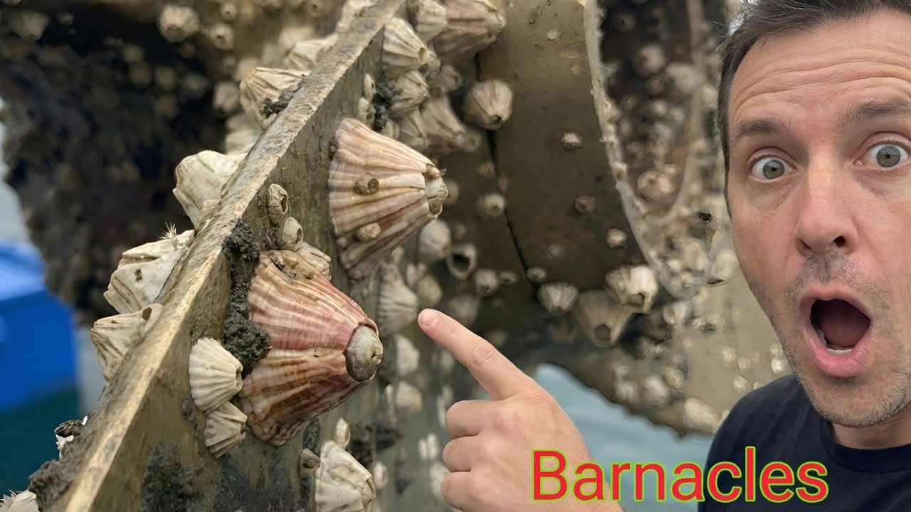 How Barnacles Attach to Ships: Marine Adhesion, Damage, and Removal Guide