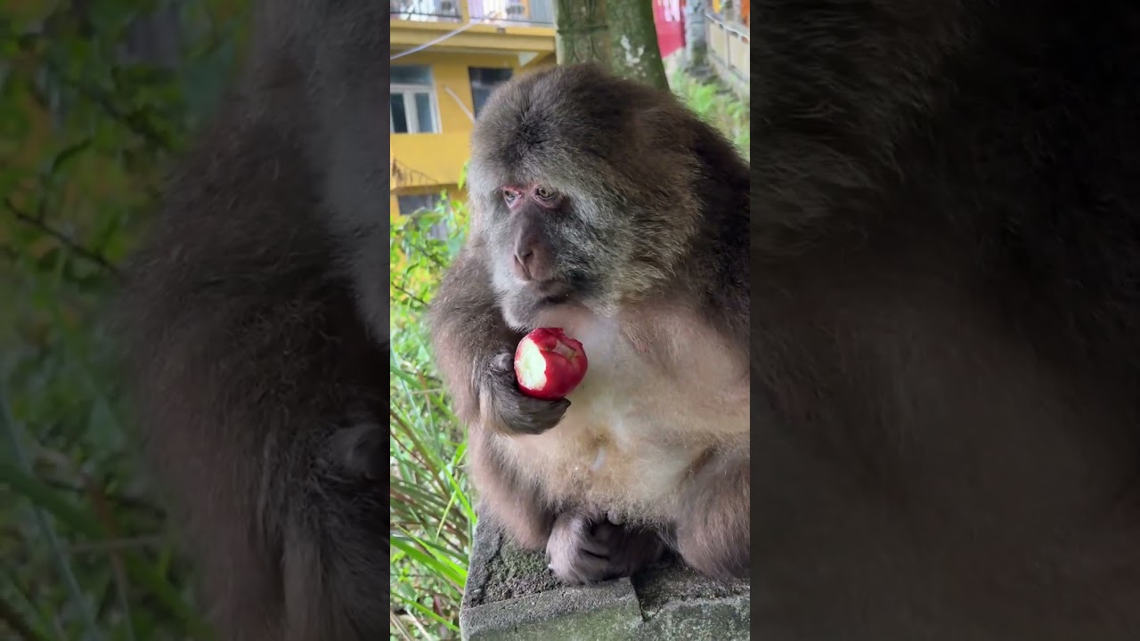 Monkey Xingxing Can Eat Everything #Monkey #Monkey #Xingxing #Cute #Lovely