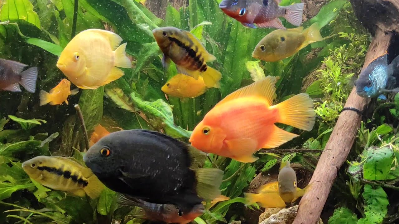 Pielęgnice (Cichlid)- akwarium 450L